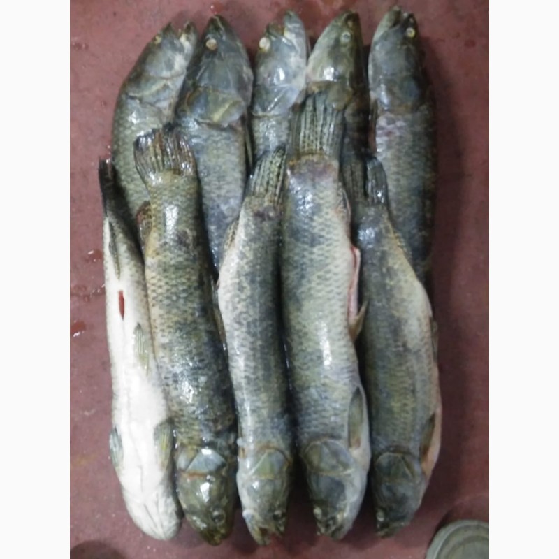 Фото 17. Предлагаем свежую рыбу, креветки, кальмары из Аргентины