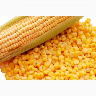 Продам зерна кукурузы. Влага 13, 6. Сор в норме. Находимся в городе Александрия