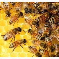 Бджоли продам, Володарка Київська область