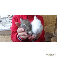 Кролики на племя