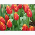 Продам тюльпаны голландских сортов на 8 марта!