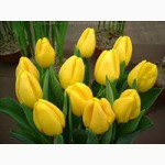 Продам тюльпаны голландских сортов на 8 марта!