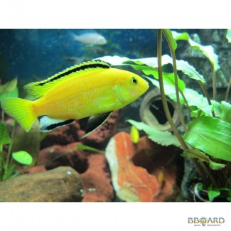 Цихлида-колибри (Еллоу) Labidochromis caeruleus “yellow”