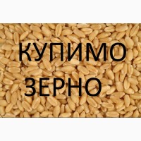 Куплю у сільгоспвиробників пшеницю різної якості