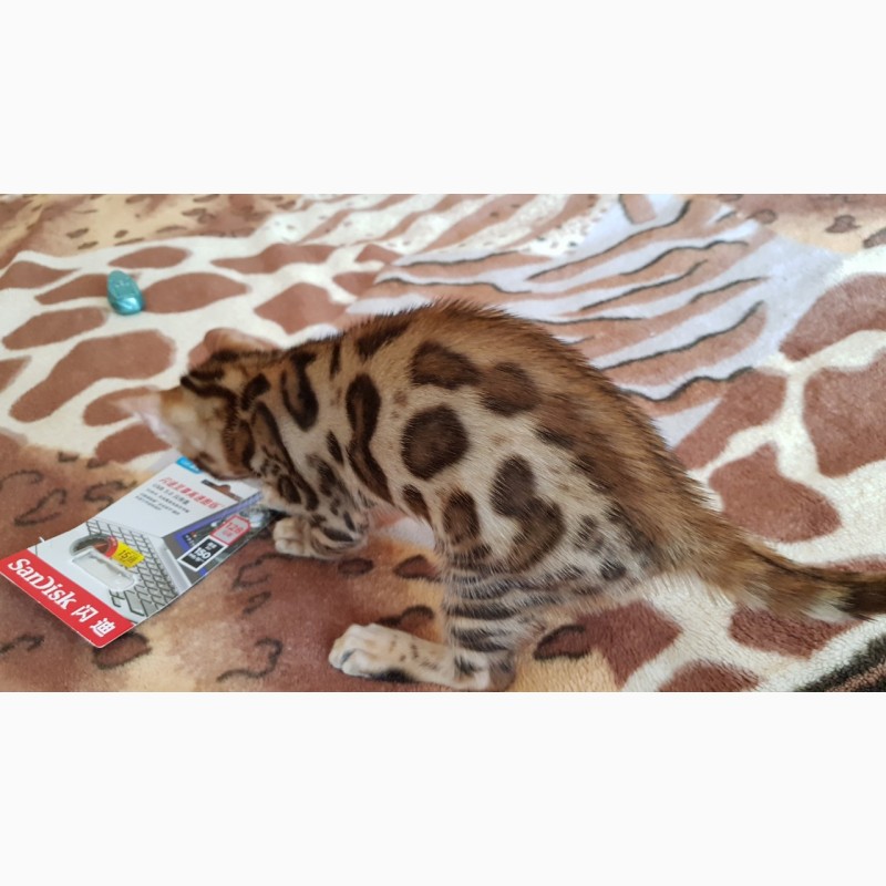 Фото 2. Бенгальская кошка. Продажа котят Киев