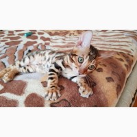 Бенгальская кошка. Продажа котят Киев