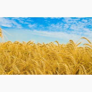 Предлагаем Канадская пшеница Альма, мягкая остистая