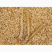 Куплю пшеницю фуражну