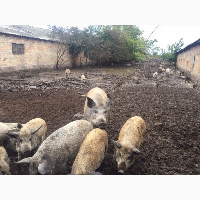 Фото 2. Свині, свиньи, поросята Мангала