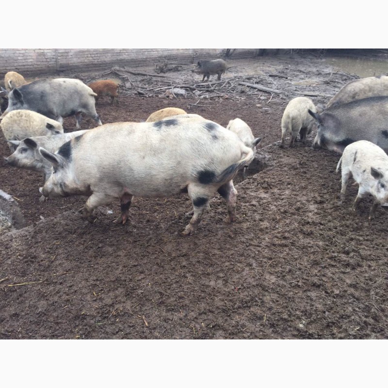 Фото 5. Свині, свиньи, поросята Мангала