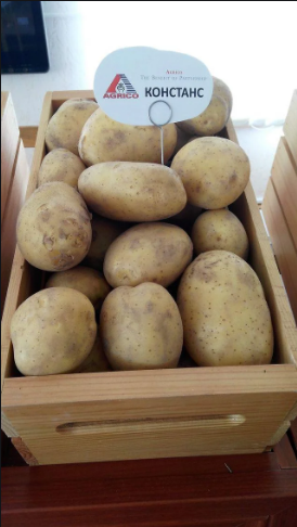 Фото 6. Семенной картофель элитных сортов. Отправляем почтой от 5 кг