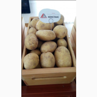 Семенной картофель элитных сортов. Отправляем почтой от 5 кг
