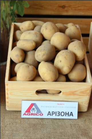 Фото 7. Семенной картофель элитных сортов. Отправляем почтой от 5 кг