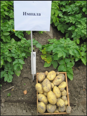 Фото 8. Семенной картофель элитных сортов. Отправляем почтой от 5 кг