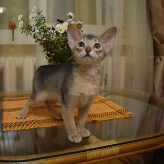 Абиссинские котята