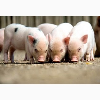 Куплю свиней живым весом