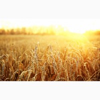 Закупаем пшеницу дорого, любой класс, по всей Украине