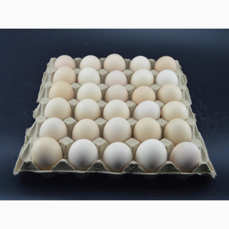 Фото 2. Линия по производству ячейки для яиц