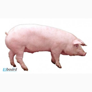 Продам свиней мясных пород живым весом