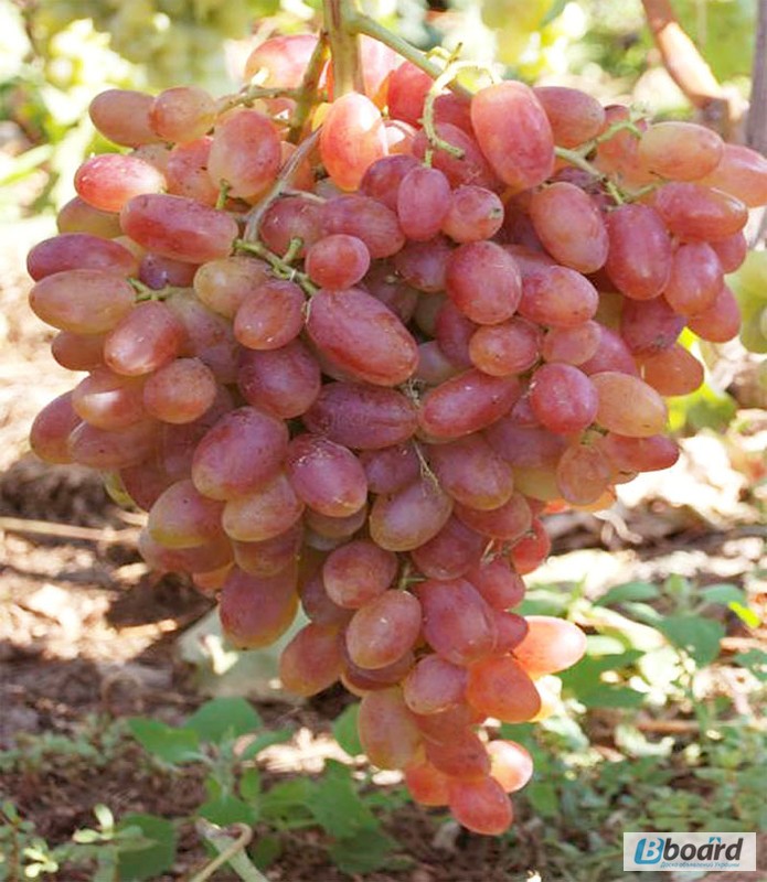 Фото 4. Продаю саженцы винограда собственного производства