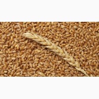 Закупка озимой пшеницы твердых сортов (Durum)