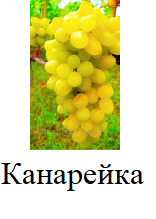 Фото 5. Винные привитые сорта винограда