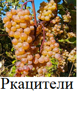 Фото 6. Винные привитые сорта винограда