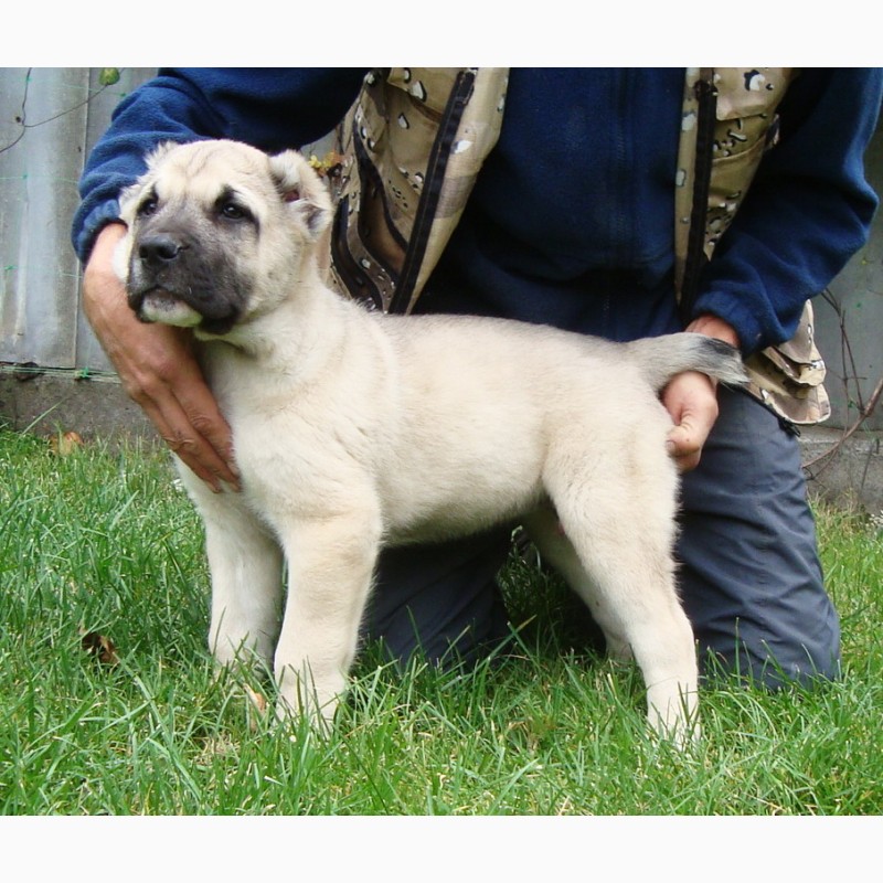 Фото 4. Крупный породный щенок САО (алабай) от уравновешенных родителей