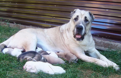 Фото 5. Крупный породный щенок САО (алабай) от уравновешенных родителей