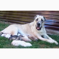 Крупный породный щенок САО (алабай) от уравновешенных родителей
