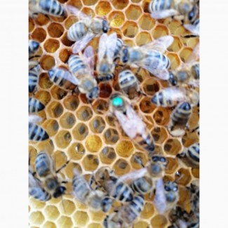 Бджолині матки