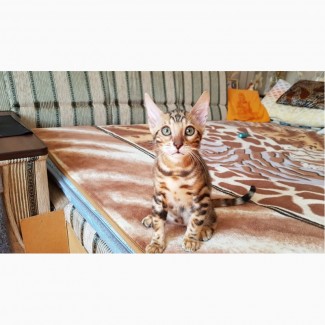 Бенгальские котята. Бенгальская кошка купить