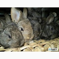 Продам кроликів порід каліфорнійський, фландр і сріблястий
