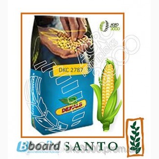 Семена кукурузы Monsanto DKC 2787