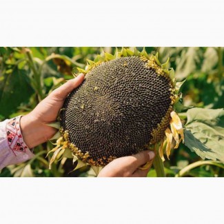 Компанія «Гран» пропонує насіння гібриду соняшнику Бонд 112- 115 днів