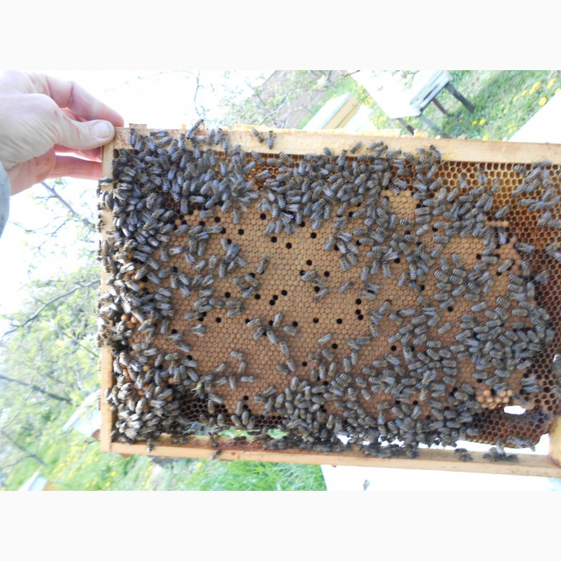Фото 6. Карніка бджолопакети