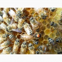 Бджоломатки ( Пчеломатки-матки) Бакфаст F1
