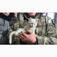 Притулку для безпритульних тварин потрібна допомога Киев