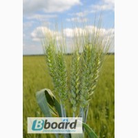 Пшениця яра Рання 93