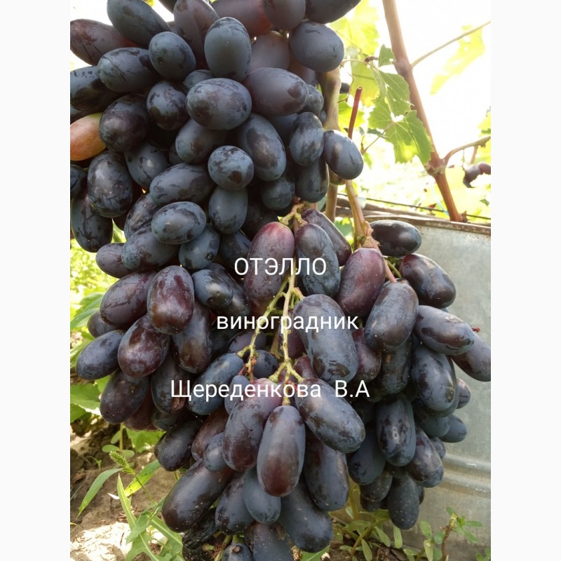 Фото 4. Саженцы и лоза Новых перспективных сортов винограда
