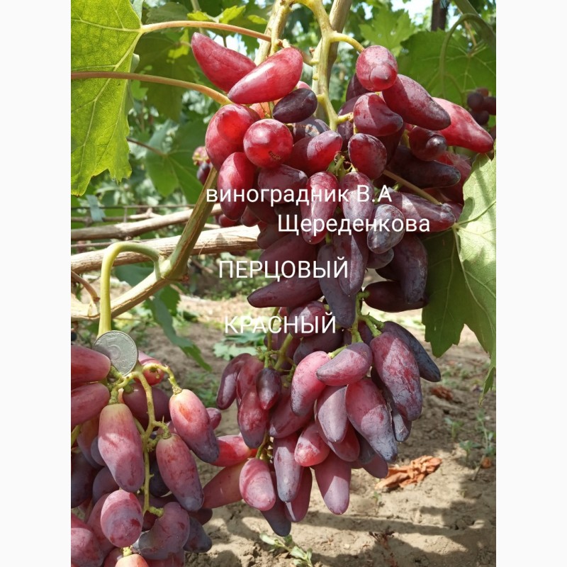 Фото 5. Саженцы и лоза Новых перспективных сортов винограда
