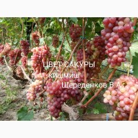 Саженцы и лоза Новых перспективных сортов винограда