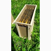 Пчелопакет карника Киевская область бджолопакет рамка 300