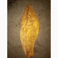 Продам листя тютюну Берлі