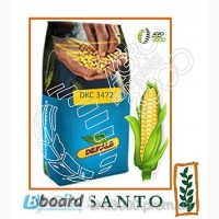 Семена кукурузы Monsanto DKC 3472