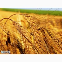Куплю пшеницу, ячмень, кукурузу, овес, подсолнечник по Луганской и Донецкой обл