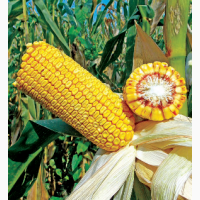 Насіння кукурудзи гібрид Дельта(ФАО 280)