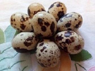 Фото 2. Инкубационные яйца и тушки перепелов Техасский бройлер