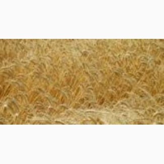 Семенная Пшеница Нива (Одесская) элита