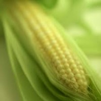 Гибрид Плевен ФАО 270 семена кукурузы